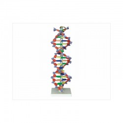 Structure De L'ADN DNA