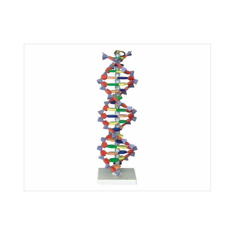 Structure De L'ADN DNA