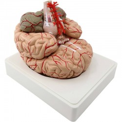Modèle Anatomique Du Cerveau 9 Parties