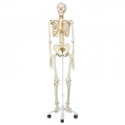 Squelette Humain Human Skeleton 170cm