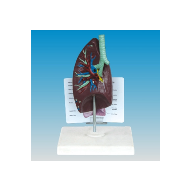 Modèle Respiration Respiratory System "Poumon"