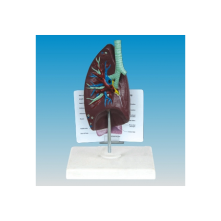 Modèle Respiration Respiratory System "Poumon"