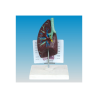 Modèle Respiration Respiratory System "Poumon"