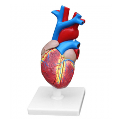 Modèle Anatomique De Coeur (Heart Model)