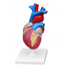 Modèle Anatomique De Coeur (Heart Model)