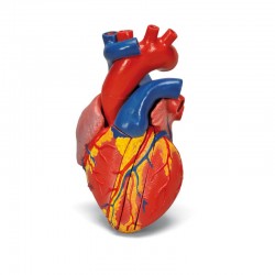 Modèle Anatomique De Coeur (Heart Model) 3 Parties